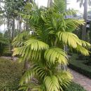 Areca triandra