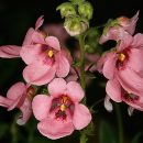 Diascia vigilis