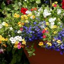 Nemesia strumosa