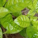 Petiveria alliacea