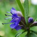 Hyssopus officinalis