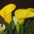 Zantedeschia elliottiana