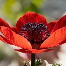 Anemone coronaria