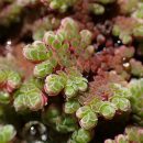 Azolla caroliniana