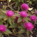 Gomphrena globosa