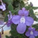 Streptocarpus saxorum