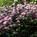 Calliandra brevipes