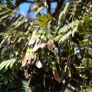 Machaerium villosum