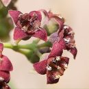 Santalum album