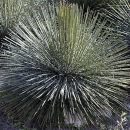 Agave geminiflora