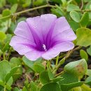 Ipomoea pes-caprae