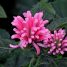 Justicia carnea