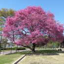 Handroanthus avellanedae