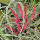 Tillandsia caput-medusae