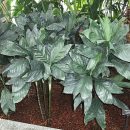 Chamaedorea metallica