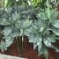 Chamaedorea metallica