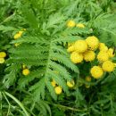 Tanacetum vulgare