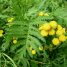 Tanacetum vulgare