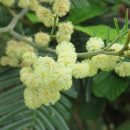 Acacia mearnsii