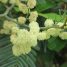 Acacia mearnsii