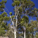 Corymbia citriodora