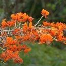 Erythrina poeppigiana