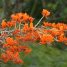 Erythrina poeppigiana