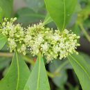 Ilex paraguariensis