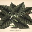 Alocasia nebula