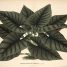 Alocasia nebula