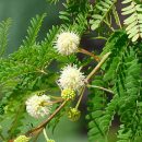 Leucaena leucocephala