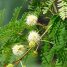 Leucaena leucocephala