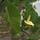 Montrichardia linifera