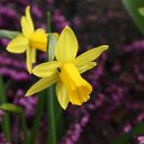 Narcissus cyclamineus