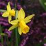 Narcissus cyclamineus