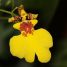 Oncidium varicosum