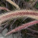 Pennisetum setaceum “Rubrum”