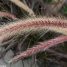 Pennisetum setaceum “Rubrum”