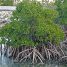 Rhizophora mangle