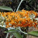 Buddleja madagascariensis