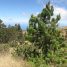 Pinus patula