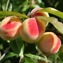 Prunus persica