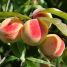 Prunus persica