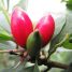 Synsepalum dulcificum