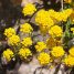 Aurinia saxatilis