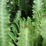 Euphorbia trigona