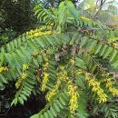 Cananga odorata
