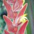 Heliconia vellerigera