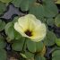 Hydrocleys nymphoides