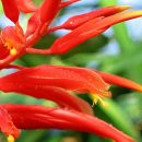 Pitcairnia flammea